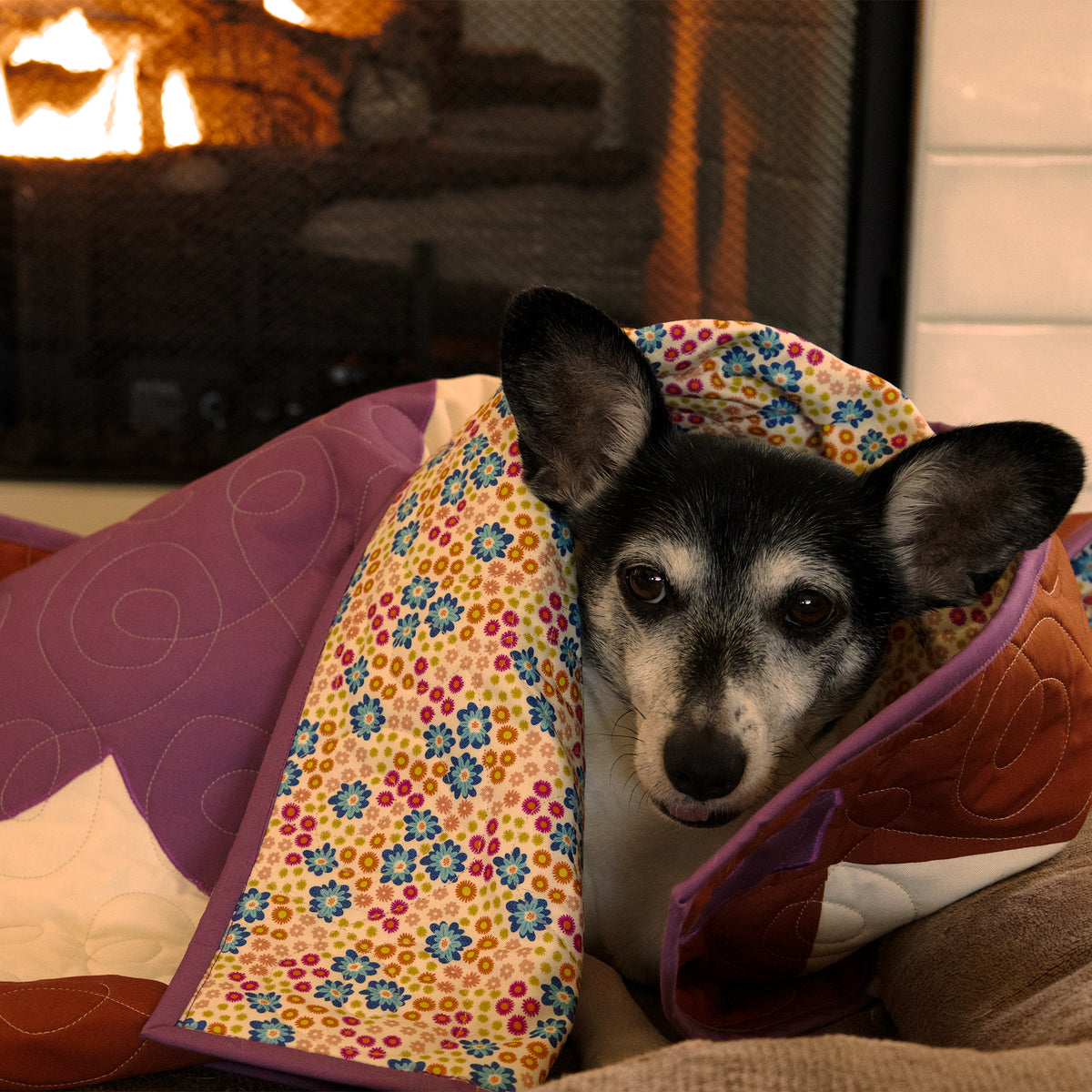 Lulu resting underneath the Positively Yours quilt